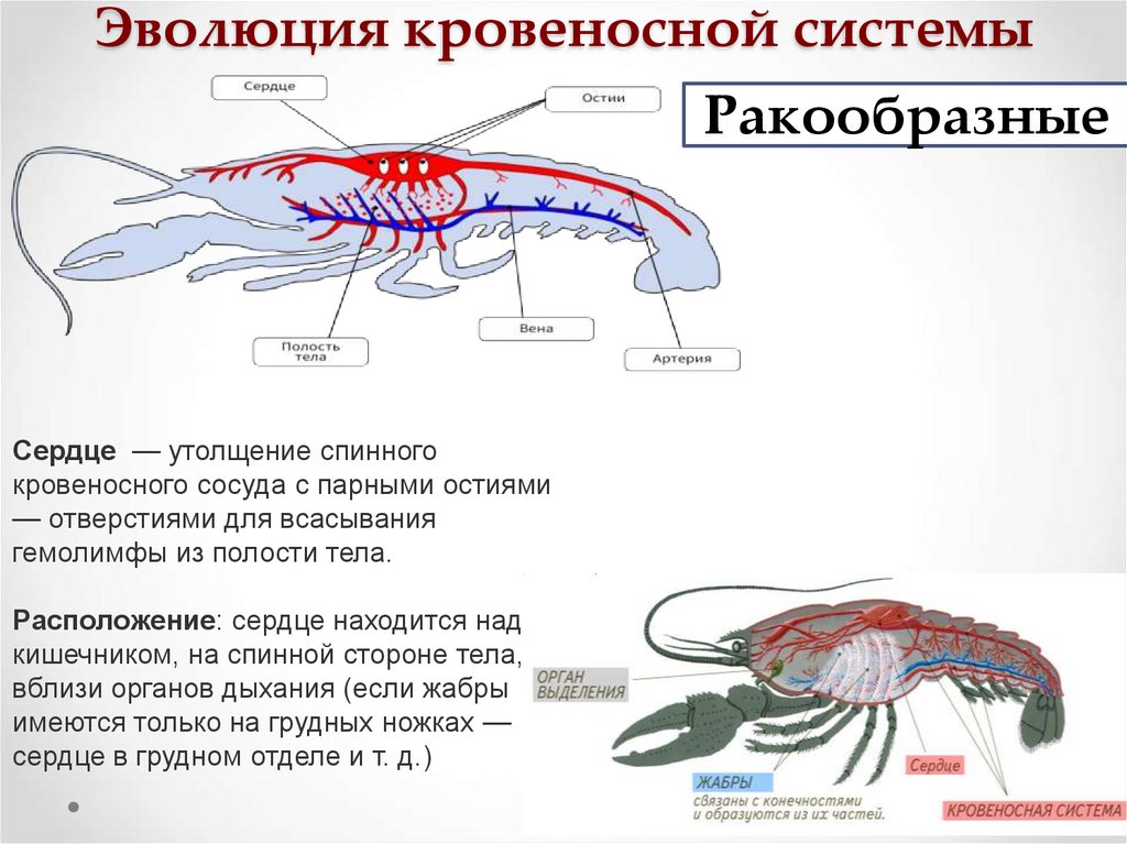Эволюция кровеносной системы
