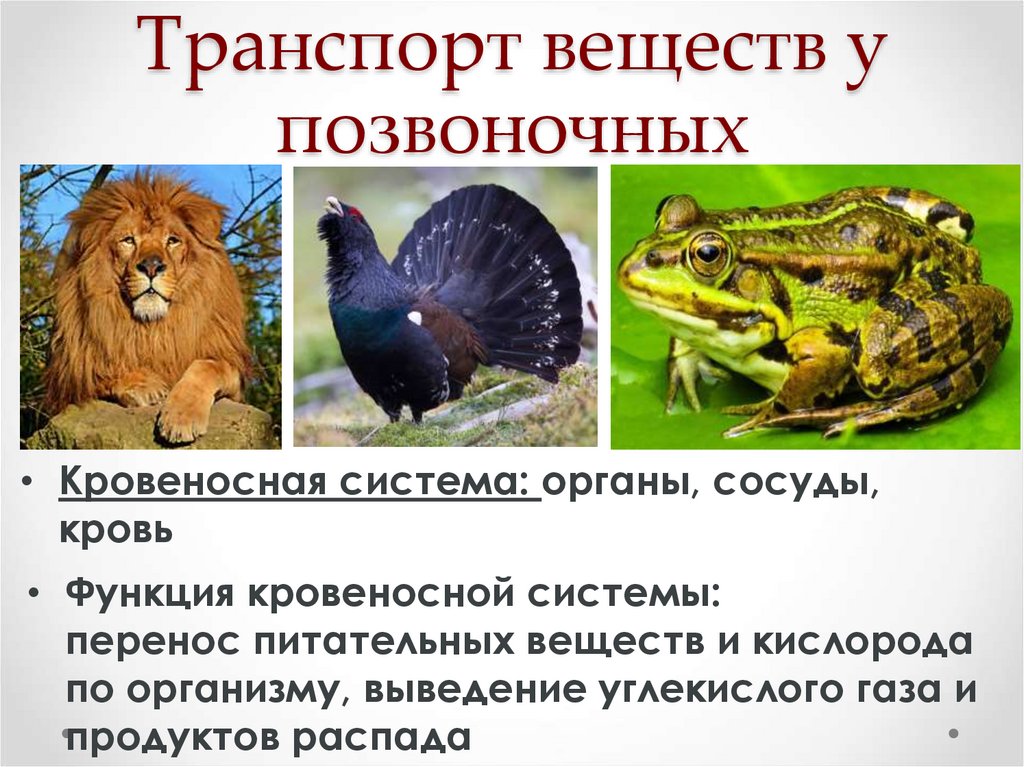 Транспорт веществ у позвоночных