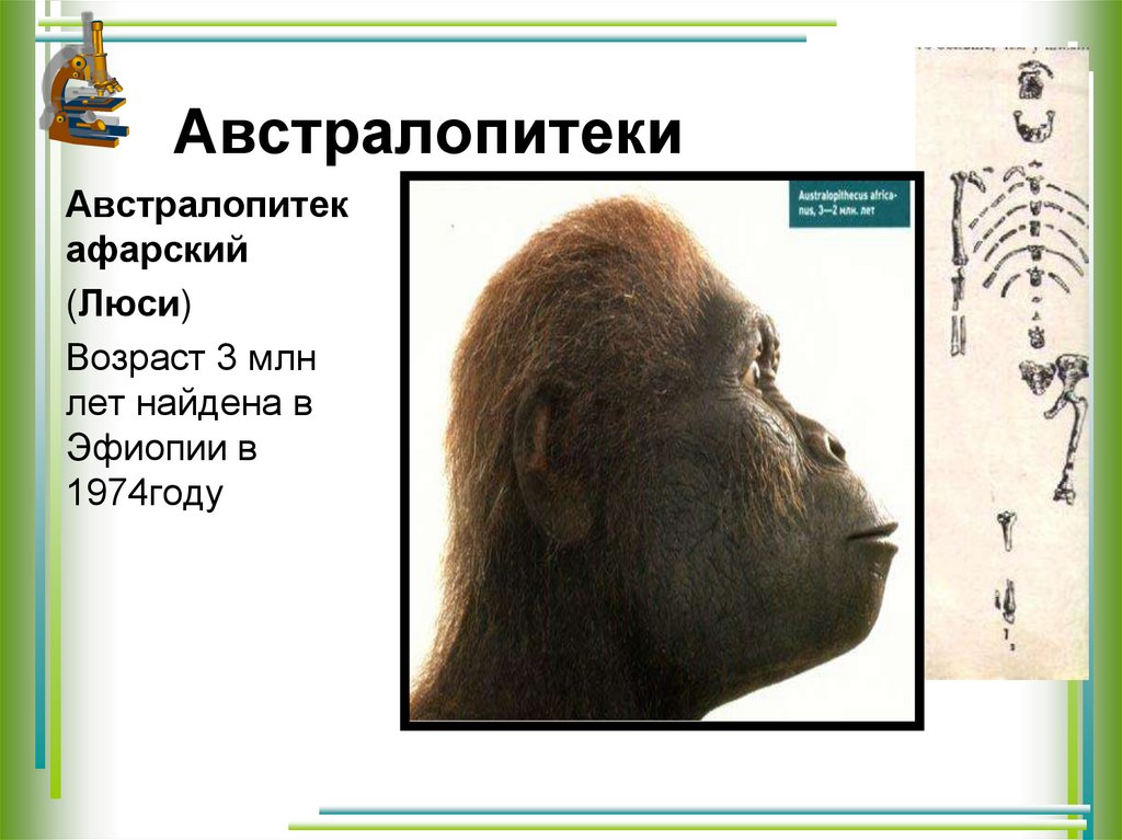 Австралопитеки