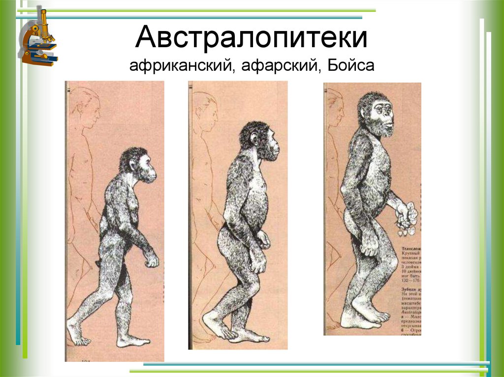 Австралопитеки африканский, афарский, Бойса