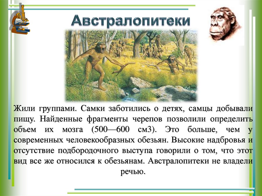 Австралопитеки