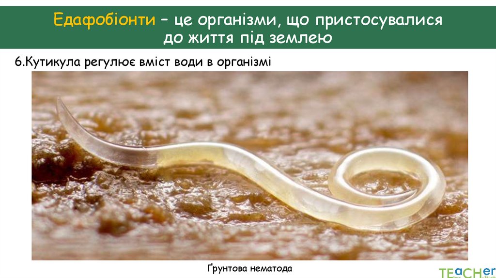 Едафобіонти – це організми, що пристосувалися до життя під землею