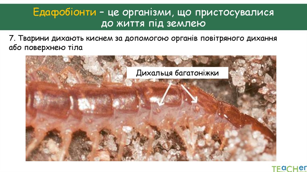 Едафобіонти – це організми, що пристосувалися до життя під землею