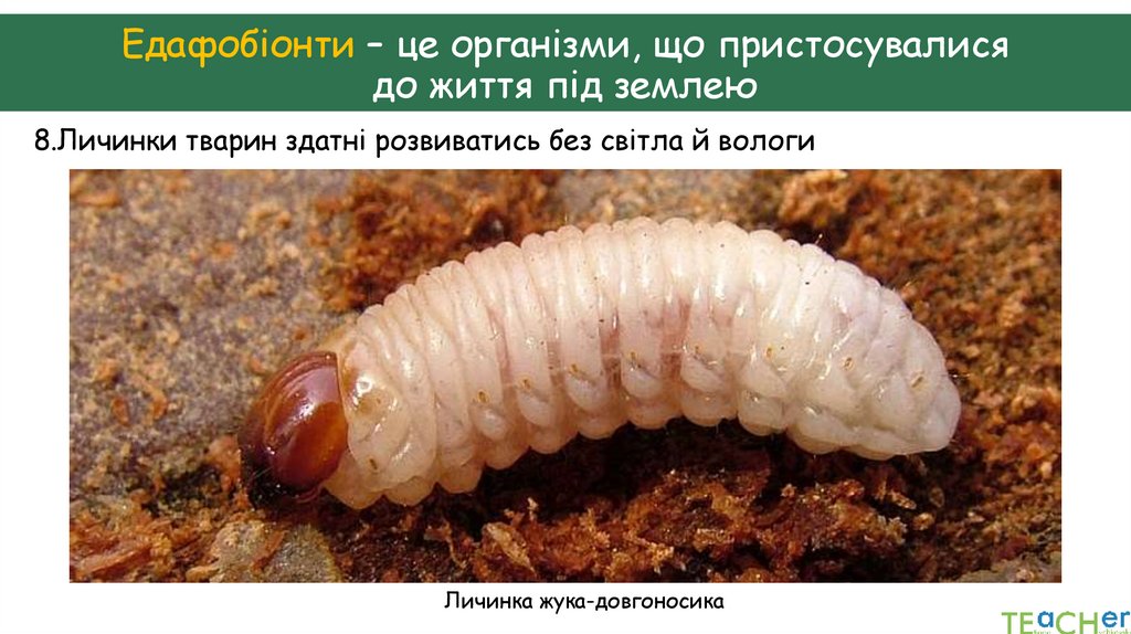 Едафобіонти – це організми, що пристосувалися до життя під землею