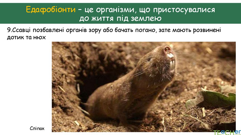 Едафобіонти – це організми, що пристосувалися до життя під землею