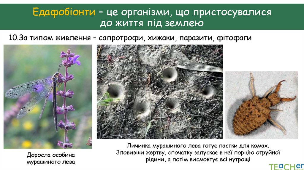 Едафобіонти – це організми, що пристосувалися до життя під землею