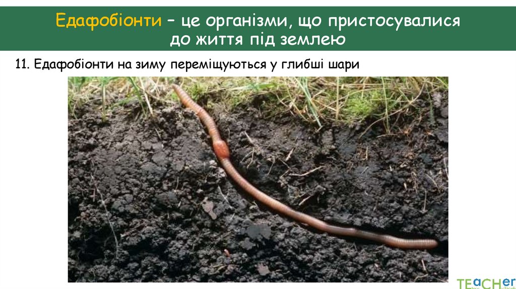 Едафобіонти – це організми, що пристосувалися до життя під землею