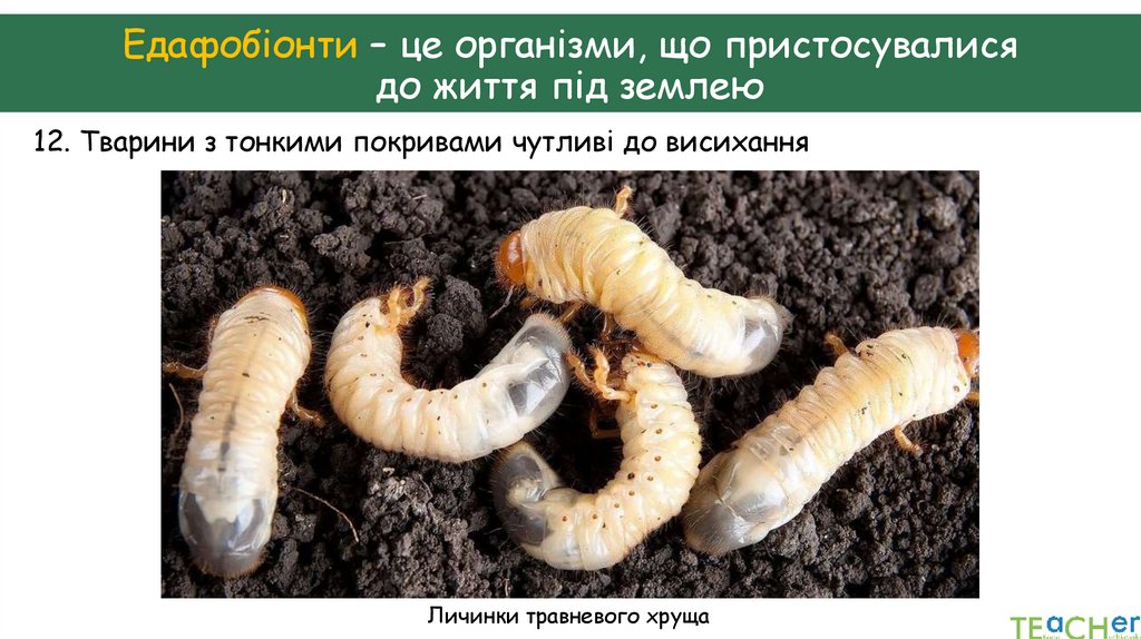 Едафобіонти – це організми, що пристосувалися до життя під землею