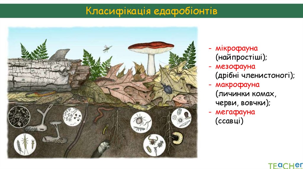 Класифікація едафобіонтів