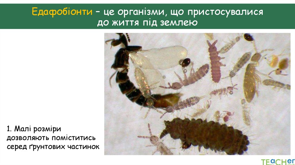 Едафобіонти – це організми, що пристосувалися до життя під землею