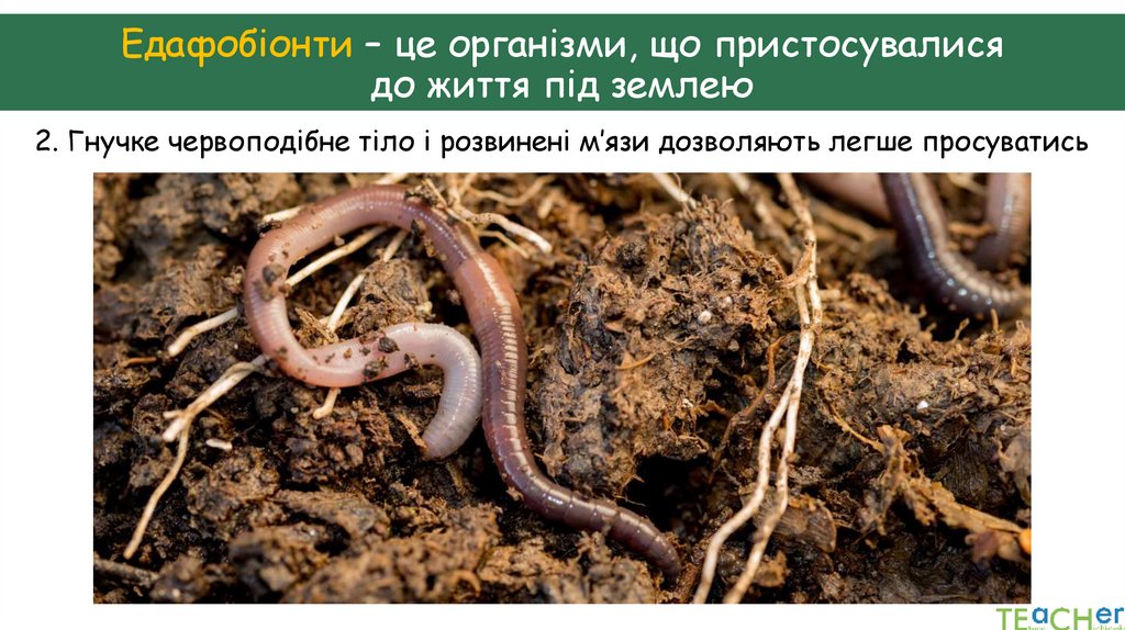 Едафобіонти – це організми, що пристосувалися до життя під землею