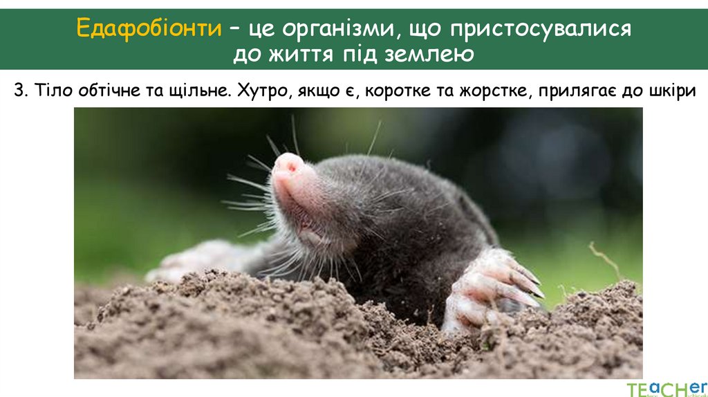 Едафобіонти – це організми, що пристосувалися до життя під землею