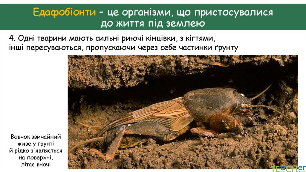 Едафобіонти – це організми, що пристосувалися до життя під землею