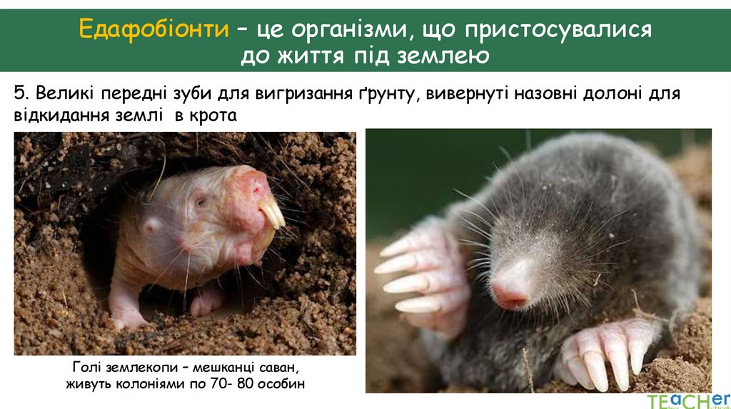 Едафобіонти – це організми, що пристосувалися до життя під землею