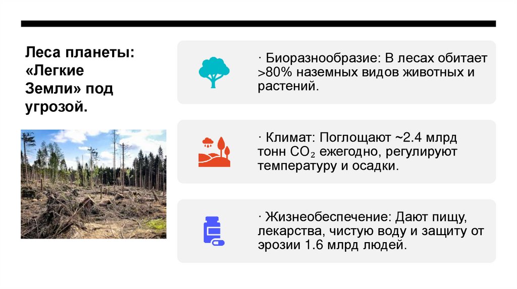 Леса планеты: «Легкие Земли» под угрозой.
