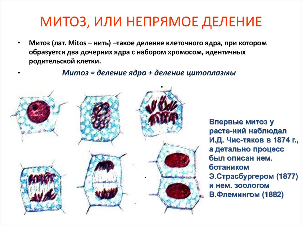МИТОЗ, ИЛИ НЕПРЯМОЕ ДЕЛЕНИЕ