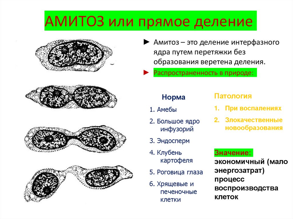 АМИТОЗ или прямое деление