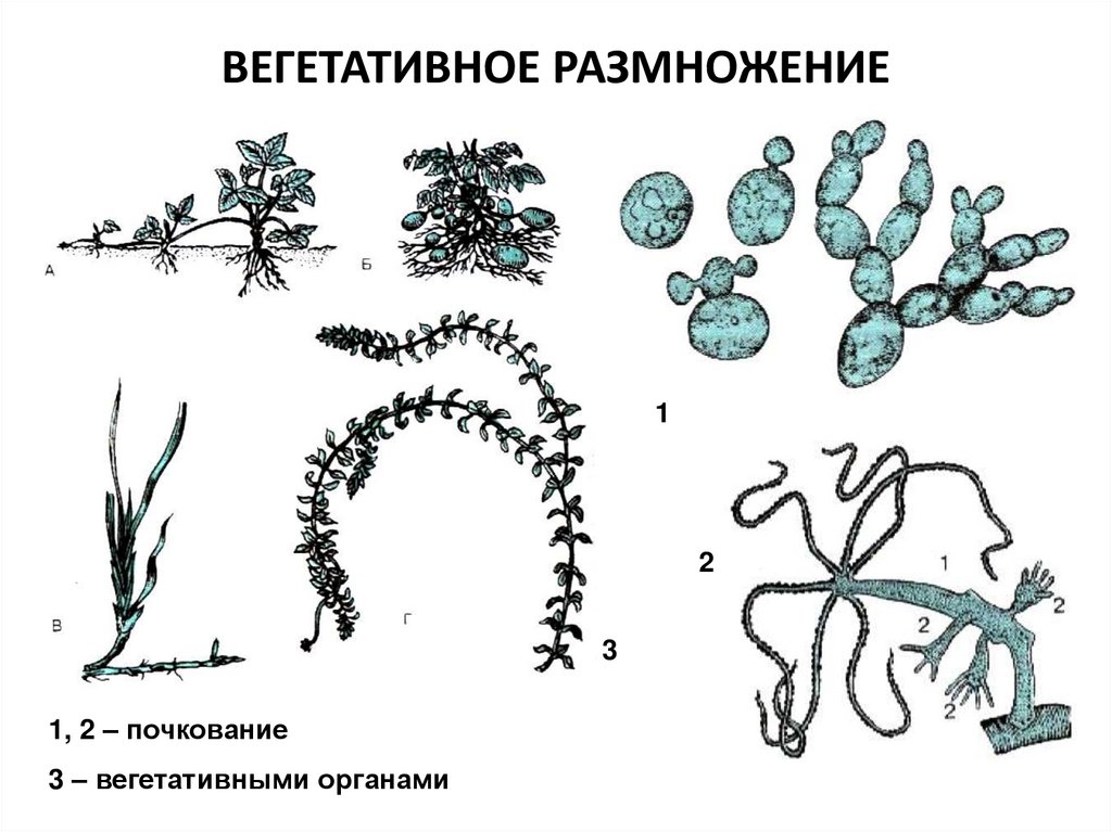 ВЕГЕТАТИВНОЕ РАЗМНОЖЕНИЕ