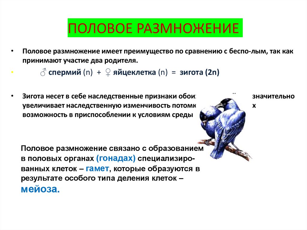 ПОЛОВОЕ РАЗМНОЖЕНИЕ