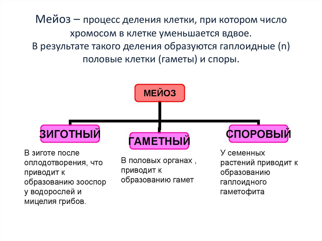 Мейоз – процесс деления клетки, при котором число хромосом в клетке уменьшается вдвое. В результате такого деления образуются
