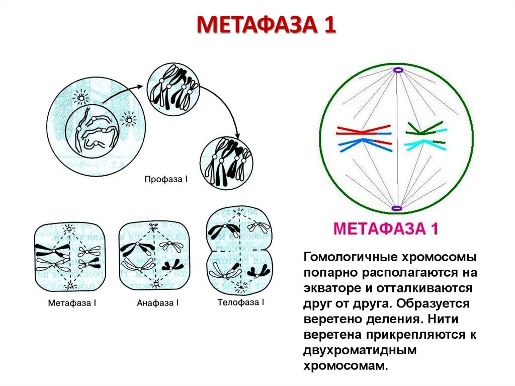 МЕТАФАЗА 1