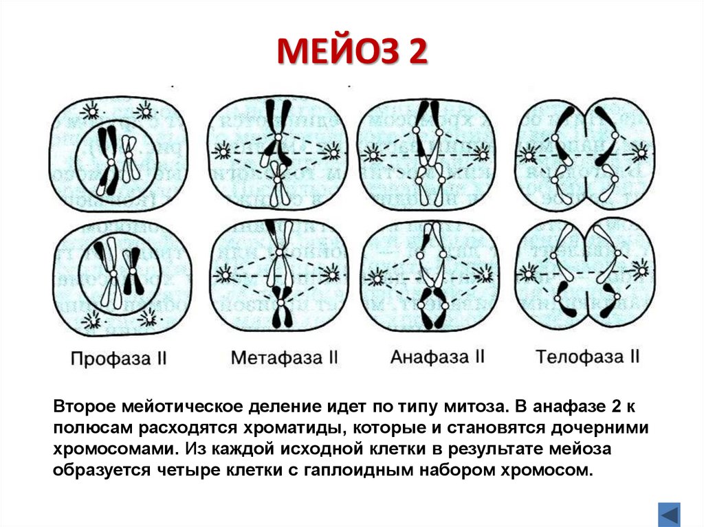 МЕЙОЗ 2