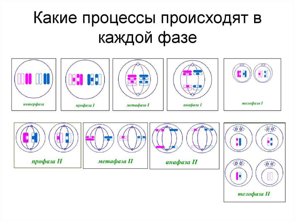 Какие процессы происходят в каждой фазе