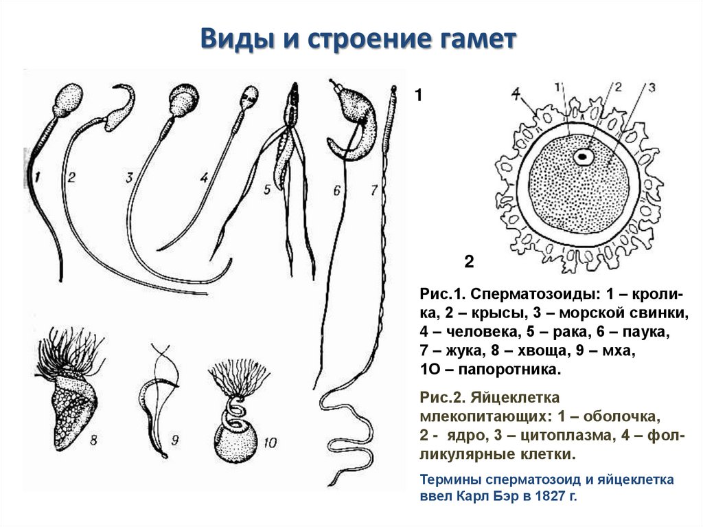 Виды и строение гамет