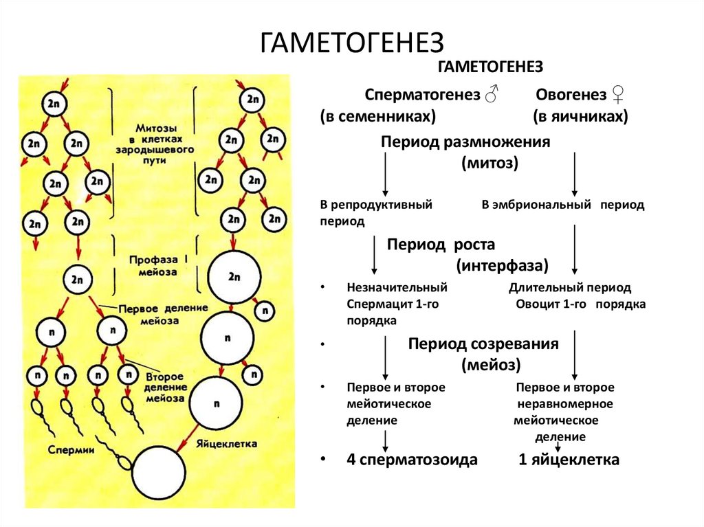 ГАМЕТОГЕНЕЗ