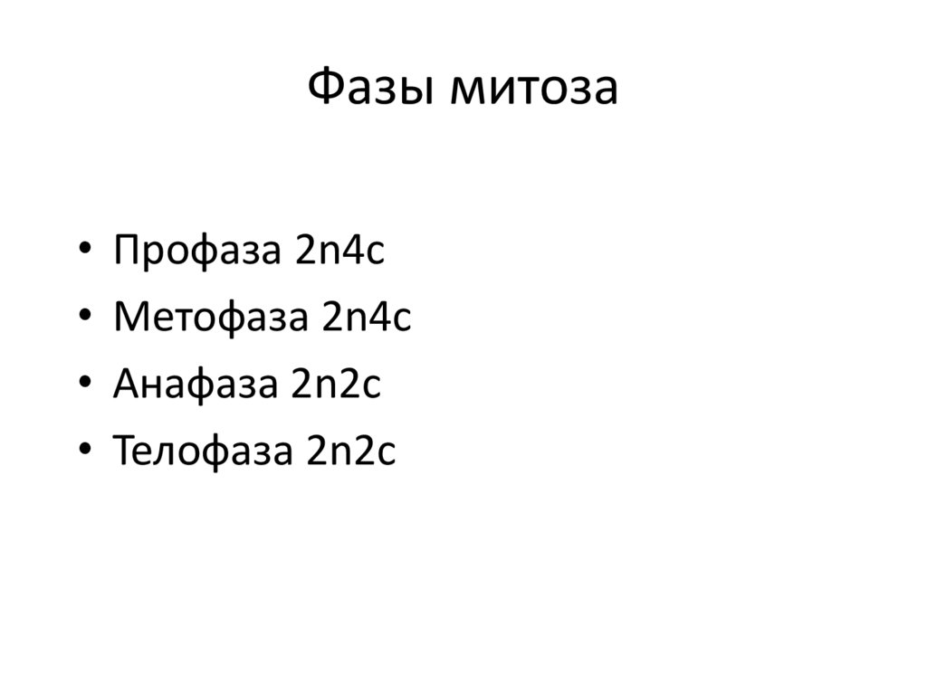 Фазы митоза