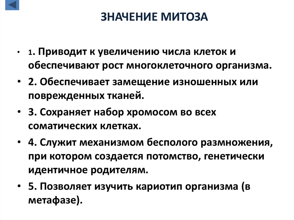 ЗНАЧЕНИЕ МИТОЗА