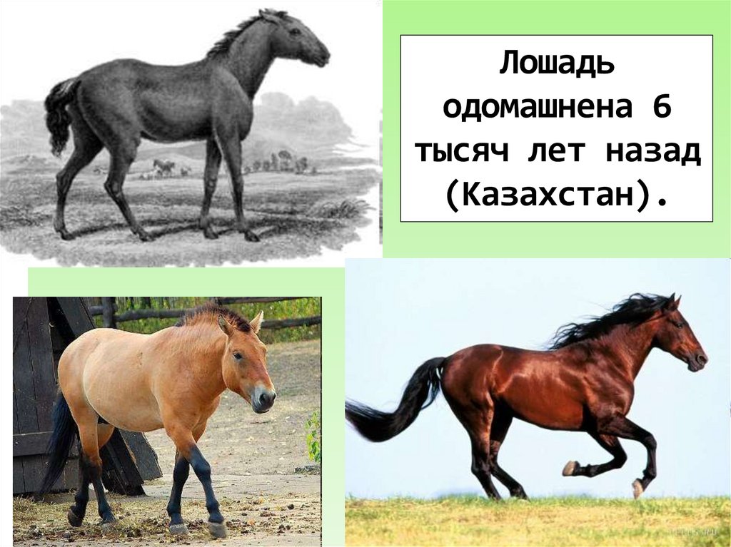 Лошадь одомашнена 6 тысяч лет назад (Казахстан).