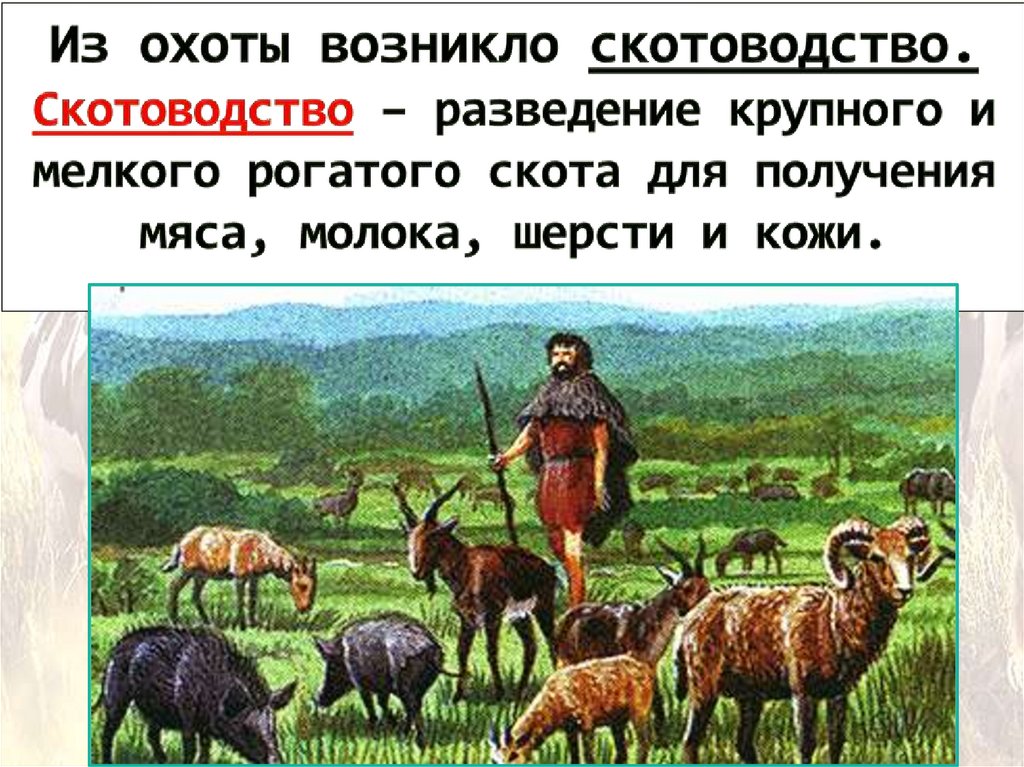 Из охоты возникло скотоводство. Скотоводство – разведение крупного и мелкого рогатого скота для получения мяса, молока, шерсти