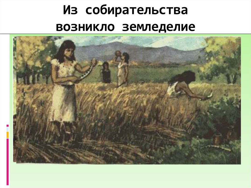 Из собирательства возникло земледелие