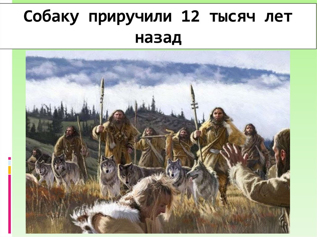 Собаку приручили 12 тысяч лет назад