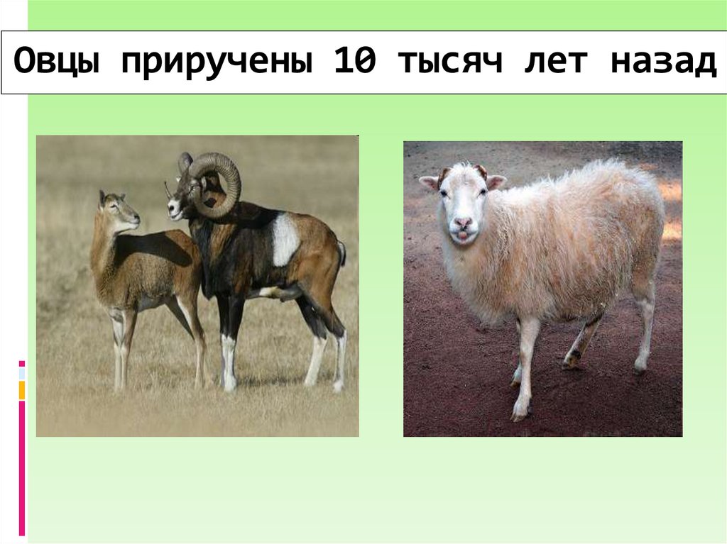 Овцы приручены 10 тысяч лет назад
