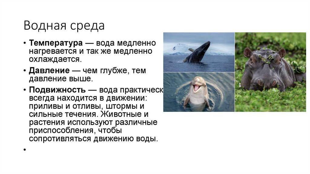 Водная среда