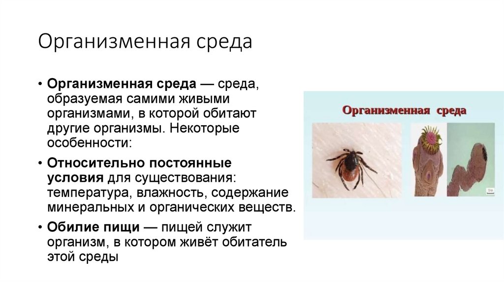 Организменная среда