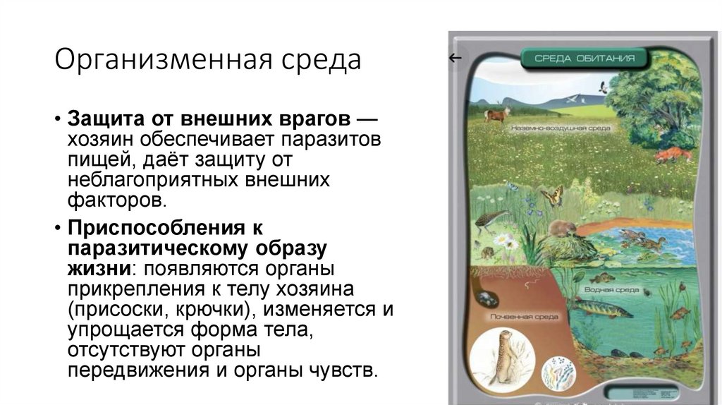 Организменная среда