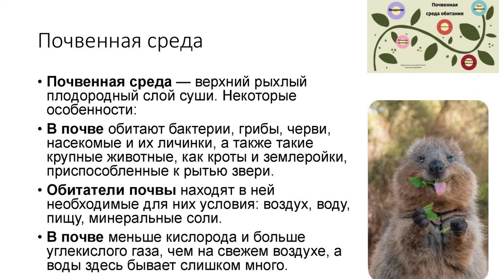 Почвенная среда