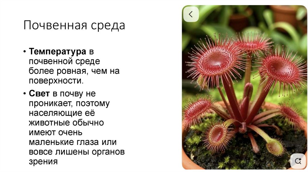 Почвенная среда