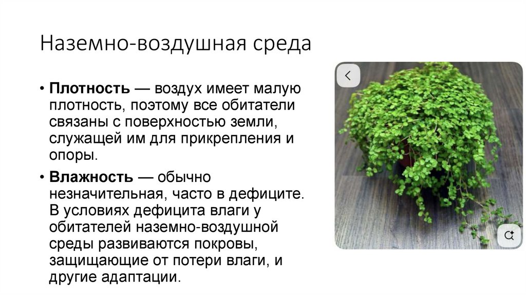 Наземно-воздушная среда