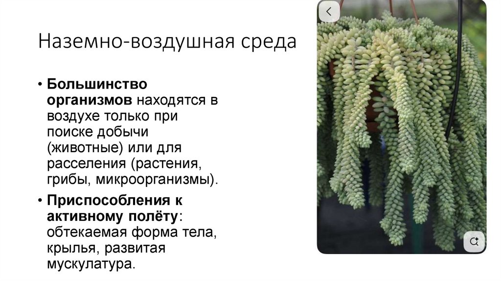 Наземно-воздушная среда