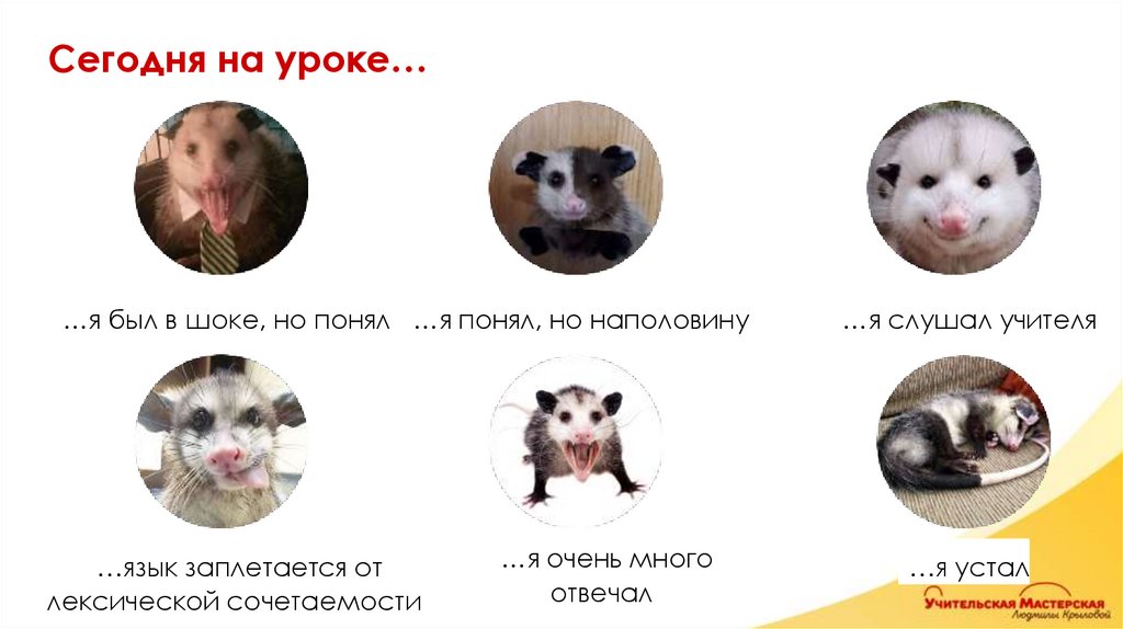Сегодня на уроке…