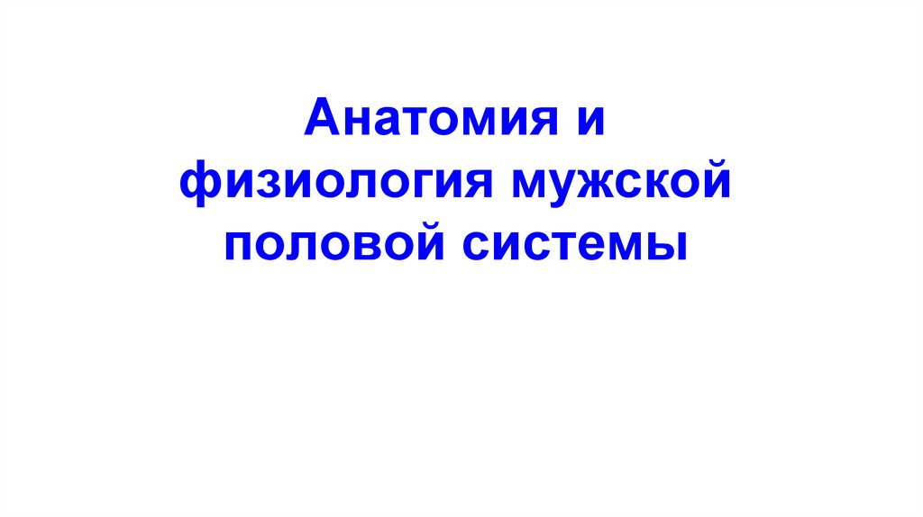 Анатомия и физиология мужской половой системы