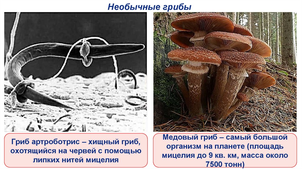 Необычные грибы