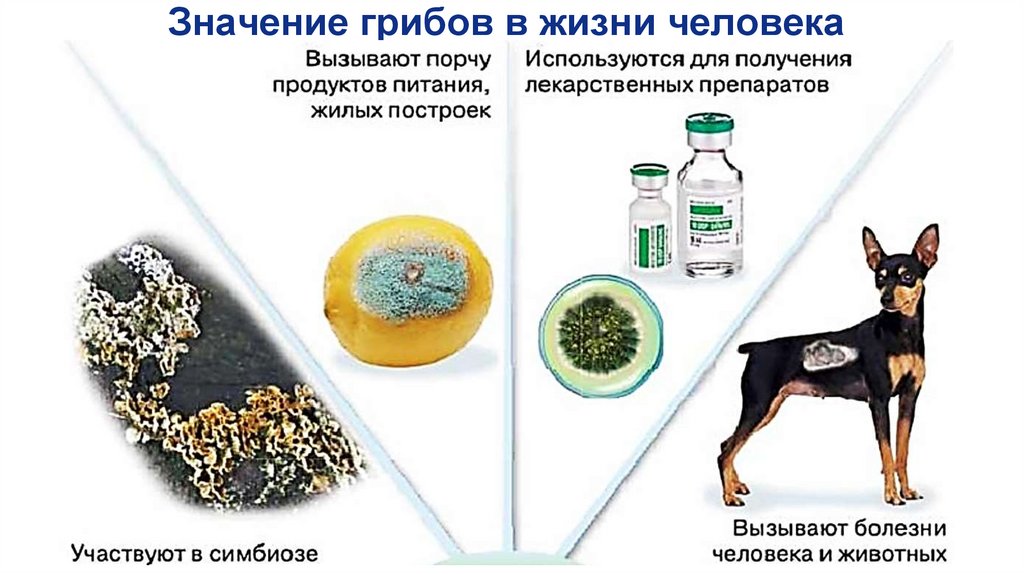 Значение грибов в жизни человека