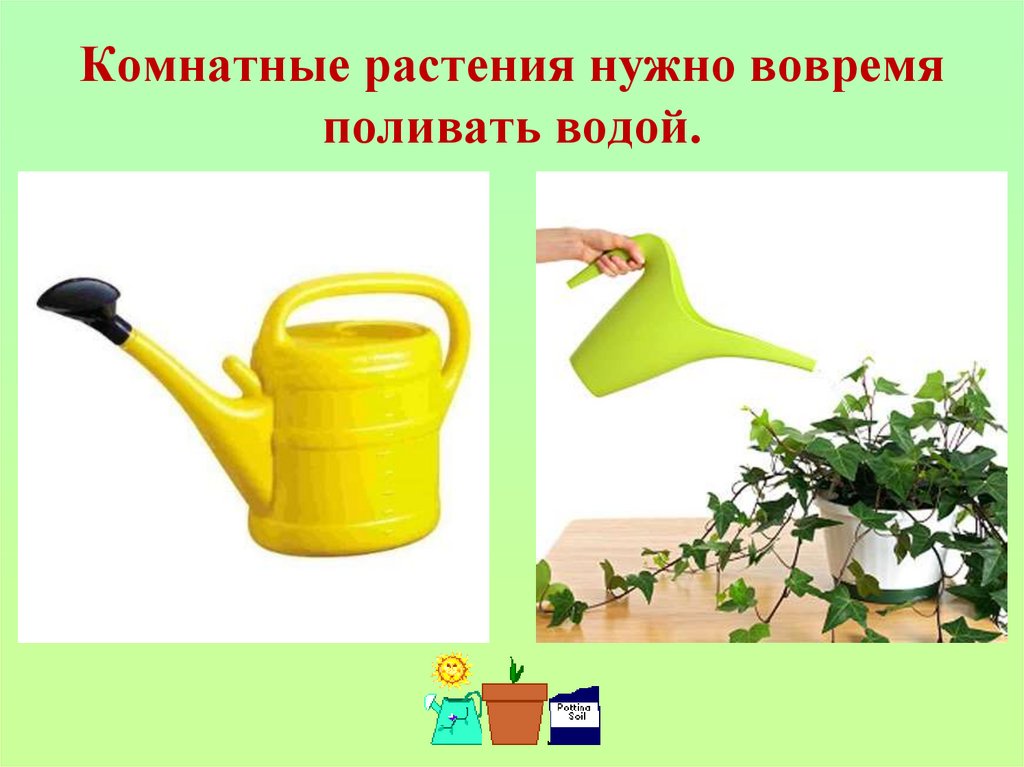 Комнатные растения нужно вовремя поливать водой.