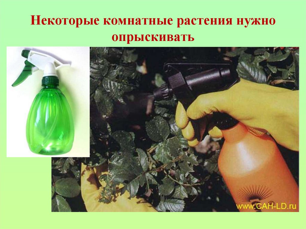 Некоторые комнатные растения нужно опрыскивать