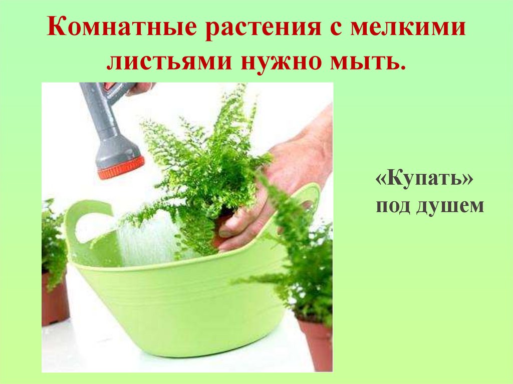 Комнатные растения с мелкими листьями нужно мыть.